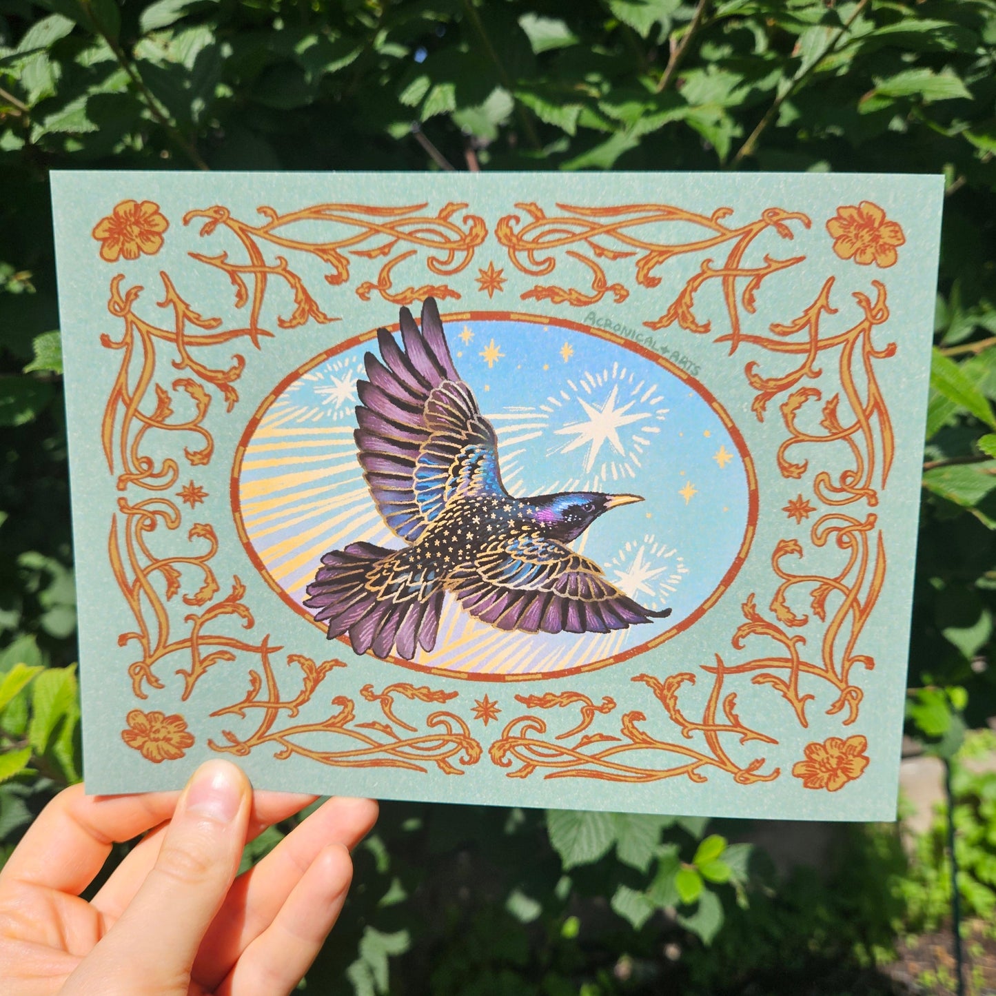 Starling - Print